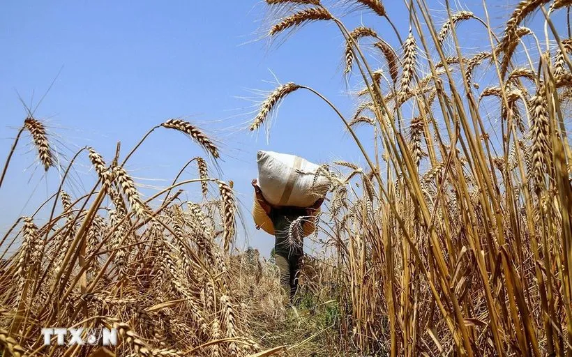 صورة توضيحية. (الصورة: ANI/VNA) Ảnh minh họa. (Ảnh: ANI/TTXVN)