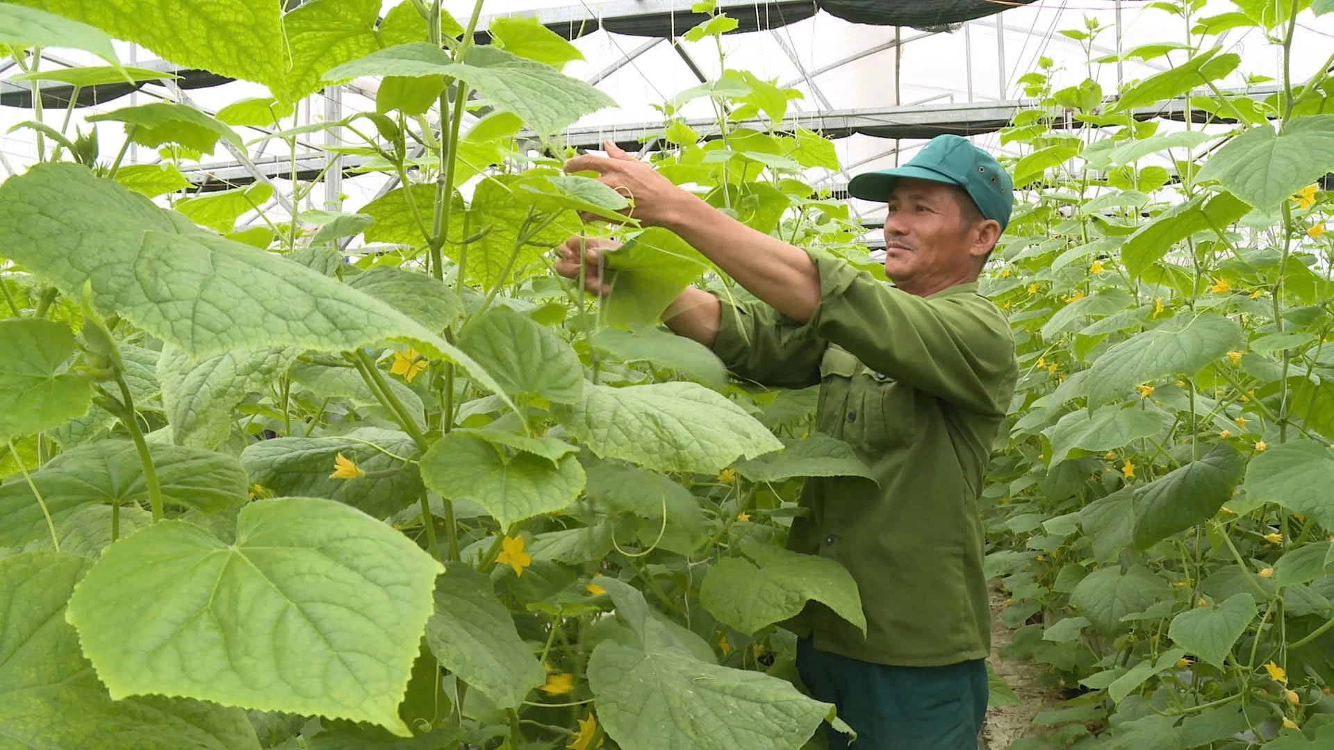 Hoang Nam Doan úr, a Ba Don kerületi Truong Son lakócsoport Biztonságos Zöldségtermesztő Egyesületének vezetője gondozza a tökültetvényt - Fotó: Q.N