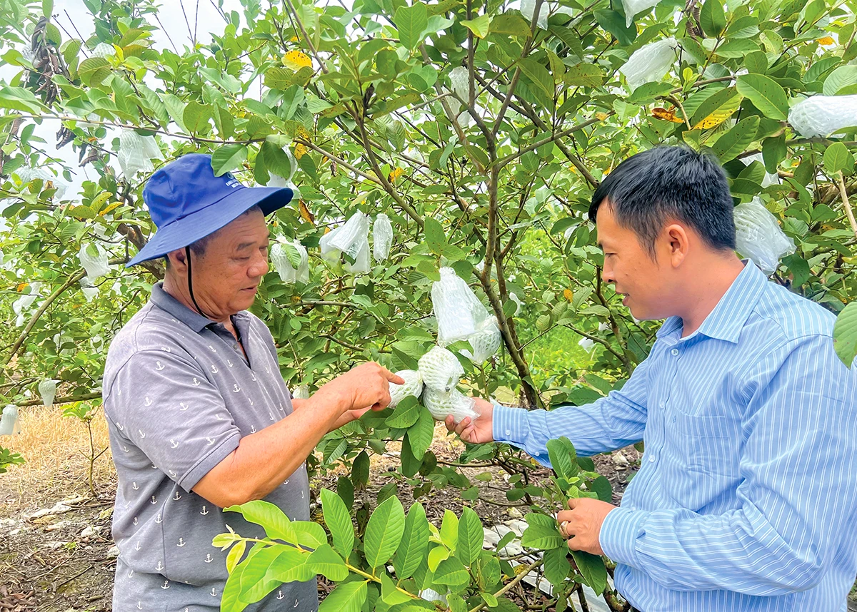 Can Tho har 29 nybildade jordbrukskooperativ.