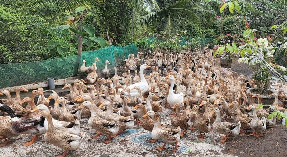 Зграя качок супер-яєчної породи VST, вирощена на пробній основі в дельті Меконгу, продемонструвала добру адаптивність, високий рівень несучості та стабільну якість яєць, що забезпечує високу економічну ефективність. Фото: Ле Тхань Хай. Đàn vịt siêu trứng VST được nuôi thử nghiệm tại ĐBSCL cho thấy khả năng thích nghi tốt, tỷ lệ đẻ cao và chất lượng trứng đồng đều, mang lại hiệu quả kinh tế cao. Ảnh: Lê Thanh Hải.