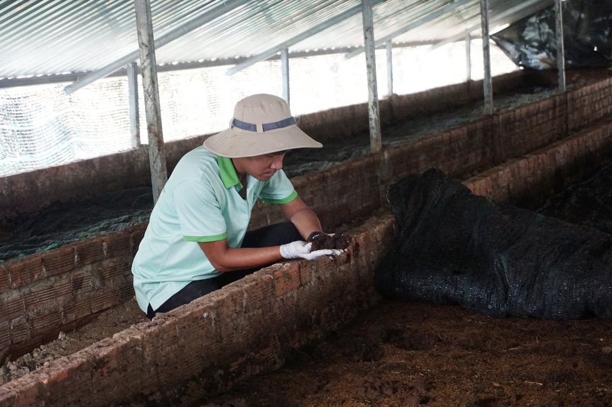 श्री ले मिन्ह वुओंग को उम्मीद है कि ज़्यादा किसान हरित कृषि पारिस्थितिकी तंत्र बनाने और पर्यावरण की रक्षा के लिए केंचुए पालेंगे। फोटो: गुयेन थुय।