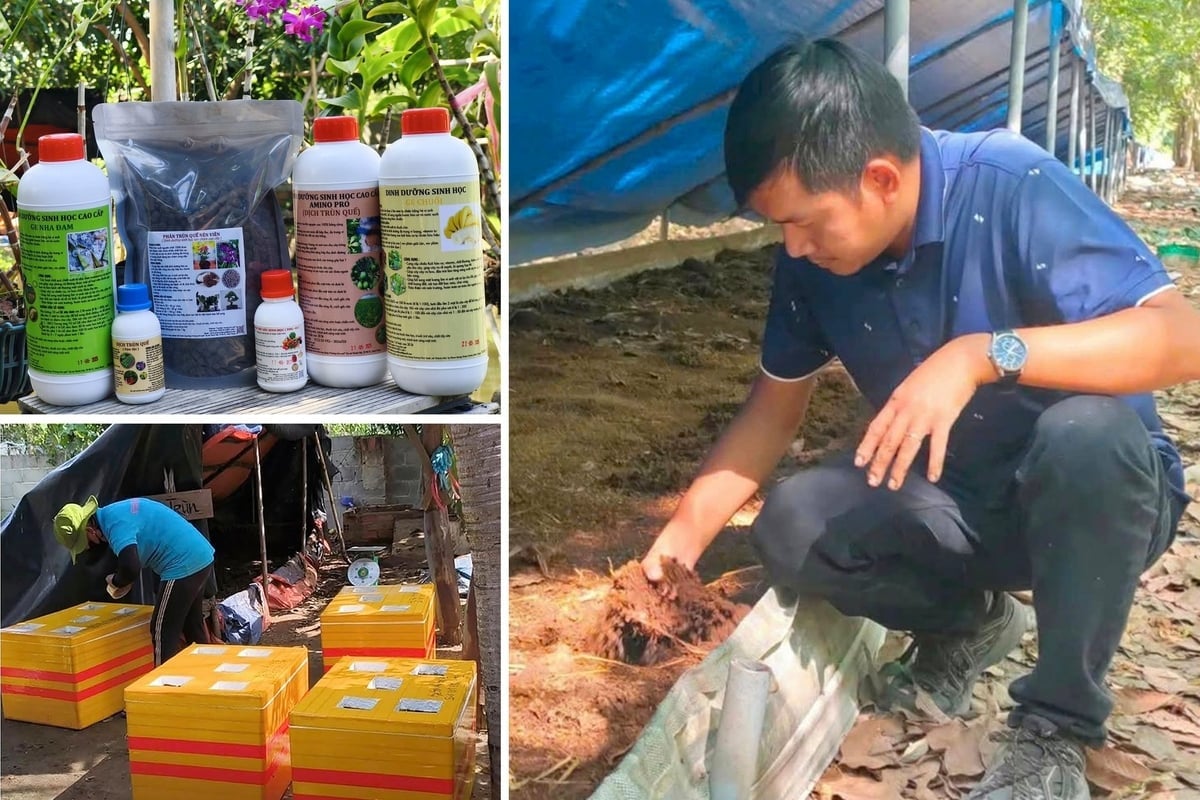 वर्तमान में, श्री वुओंग ने केंचुआ पालन, खाद बनाने और पौधों को खाद देने के लिए केंचुआ खाद का उपयोग करने की तकनीकों को कई प्रांतों और शहरों के कई घरों में स्थानांतरित कर दिया है। फोटो: गुयेन थुय।