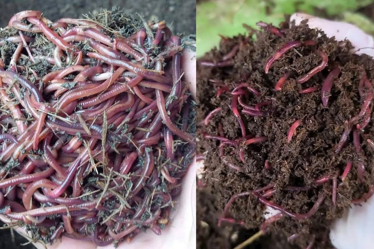 केंचुए एक चक्राकार कृषि मॉडल बनाने में मदद करते हैं, स्वच्छ कृषि उत्पाद बनाते हैं, मूल्य बढ़ाते हैं और पर्यावरण की रक्षा करते हैं। फोटो: गुयेन थुय।