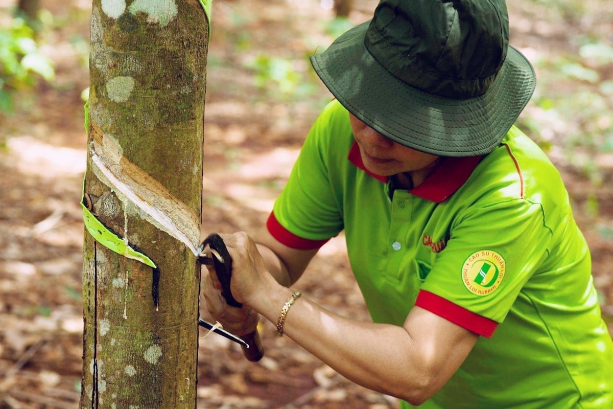 Gummipris idag 11/7/2025 i landet och världen senaste Giá cao su hôm nay 7/11/2025 ở trong nước và thế giới mới nhất