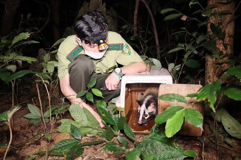 इस निर्णय का उद्देश्य वन्यजीवों और जलीय संसाधनों के संरक्षण से संबंधित उल्लंघनों के प्रचार, पता लगाने, उनसे निपटने और उनसे निपटने में कृषि एवं पर्यावरण मंत्रालय और लोक सुरक्षा मंत्रालय के बीच समन्वय की प्रभावशीलता में सुधार लाना है। फोटो: दो हुआंग। Quyết định nhằm nâng cao hiệu quả phối hợp giữa Bộ Nông nghiệp và Môi trường với Bộ Công an trong công tác tuyên truyền, phát hiện, đấu tranh, xử lý vi phạm liên quan đến bảo vệ động vật hoang dã và nguồn lợi thủy sản. Ảnh: Đỗ Hương.