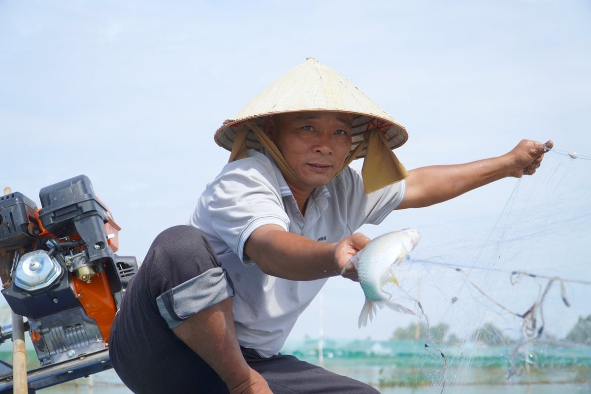 डोंग थाप प्रांत में 2 चावल - 1 मछली मॉडल सक्रिय रूप से नियंत्रित जल संसाधनों के कारण प्रभावी साबित हो रहा है। फोटो: किम आन्ह। Mô hình 2 lúa - 1 cá ở tỉnh Đồng Tháp đang phát huy hiệu quả nhờ nguồn nước được kiểm soát chủ động. Ảnh: Kim Anh.