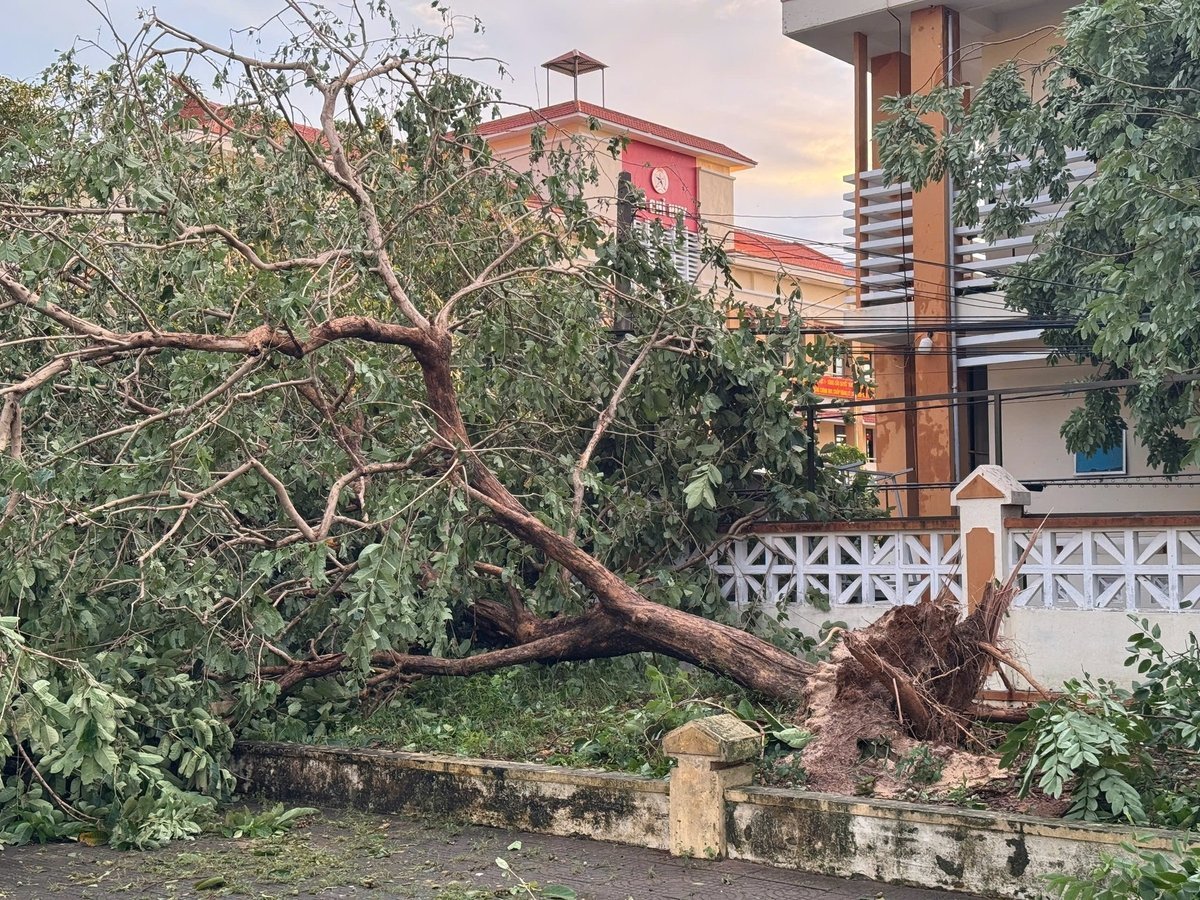 Many large trees were uprooted and lying around. Photo: Trung Tan. Nhiều cây xanh lớn bị bật gốc nằm ngổn ngang. Ảnh:Trung Tân.