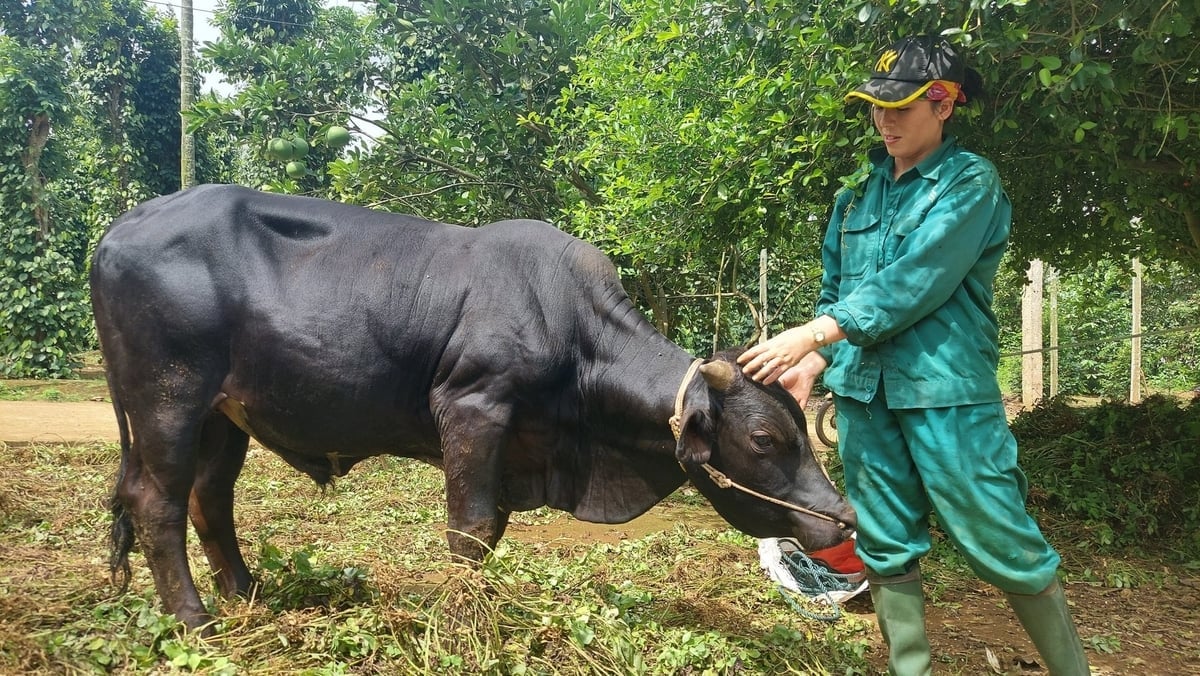 Tack vare vetenskap och teknik har många nya boskapsraser som växer snabbt och producerar kött av hög kvalitet tagits i produktion. Nhờ khoa học công nghệ, nhiều giống vật nuôi mới sinh trưởng nhanh, chất lượng thịt cao đã được đưa vào sản xuất.