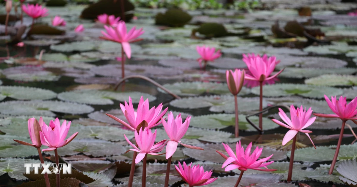 Hoa súng nở rộ phủ sắc tím nơi Khu du lịch Tam Cốc-Bích Động