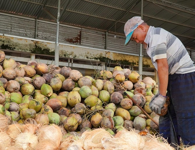 សហករណ៍ដូងប្រេង Tien Giang បានឲ្យដឹងថា បច្ចុប្បន្នអង្គភាពកំពុងជួបការលំបាកជាច្រើនក្នុងការប្រមូលទិញដូង ដោយសារតម្លៃមិនស្ថិតស្ថេរ។ Hợp tác xã Dừa Tiền Giang cho biết, hiện nay đơn vị đang gặp nhiều khó khăn trong việc thu gom dừa do giá cả bấp bênh