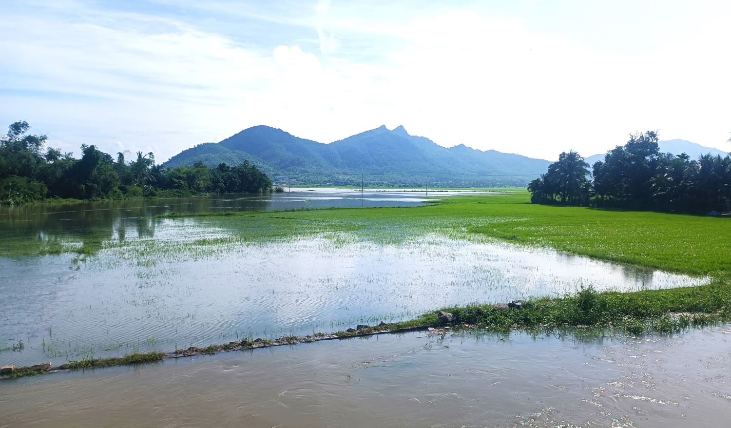 គិតត្រឹមថ្ងៃត្រង់ថ្ងៃទី៧ វិច្ឆិកា ស្រែជាច្រើនក្នុងឃុំ Van Ninh នៅតែជន់លិច។