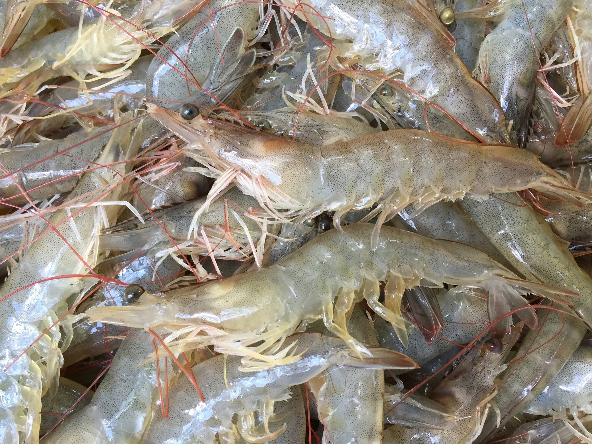 กุ้งสำเร็จรูปไม่เพียงแต่รับประกันคุณภาพระดับสูงเท่านั้น แต่ยังได้มาตรฐานส่งออกระดับนานาชาติอันทรงเกียรติ เช่น ASC และ BAP อีกด้วย ภาพ: De Heus Tôm thành phẩm không chỉ đảm bảo chất lượng vượt trội mà còn đáp ứng các tiêu chuẩn xuất khẩu quốc tế uy tín như ASC, BAP. Ảnh: De Heus.