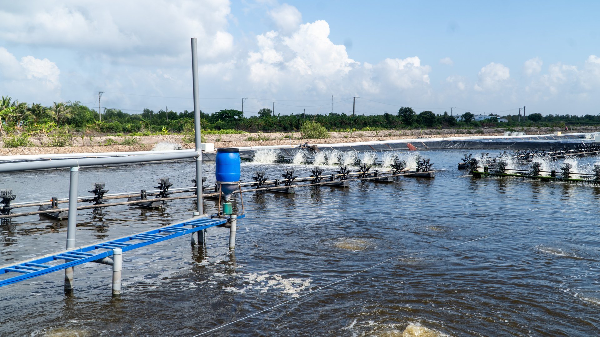 รูปแบบการเลี้ยงกุ้งขาวแบบเข้มข้นพิเศษ หมุนเวียน และไม่มีของเสีย กำลังเปิดศักราชใหม่ให้กับเกษตรกรผู้เลี้ยงกุ้ง Ca Mau ทั้งในด้านการพัฒนาเศรษฐกิจและมุ่งสู่ความยั่งยืนในระยะยาว ภาพ: De Heus Mô hình nuôi tôm thẻ chân trắng siêu thâm canh tuần hoàn, không xả thải đang mở ra một kỷ nguyên mới cho người nuôi tôm Cà Mau – vừa phát triển kinh tế, vừa hướng tới sự bền vững lâu dài. Ảnh: De Heus.