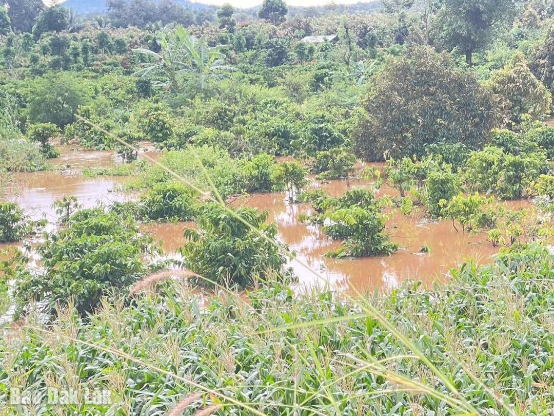 Az 1A faluban sok ember termését elöntötte a víz, ami árvízveszélyt okozott.