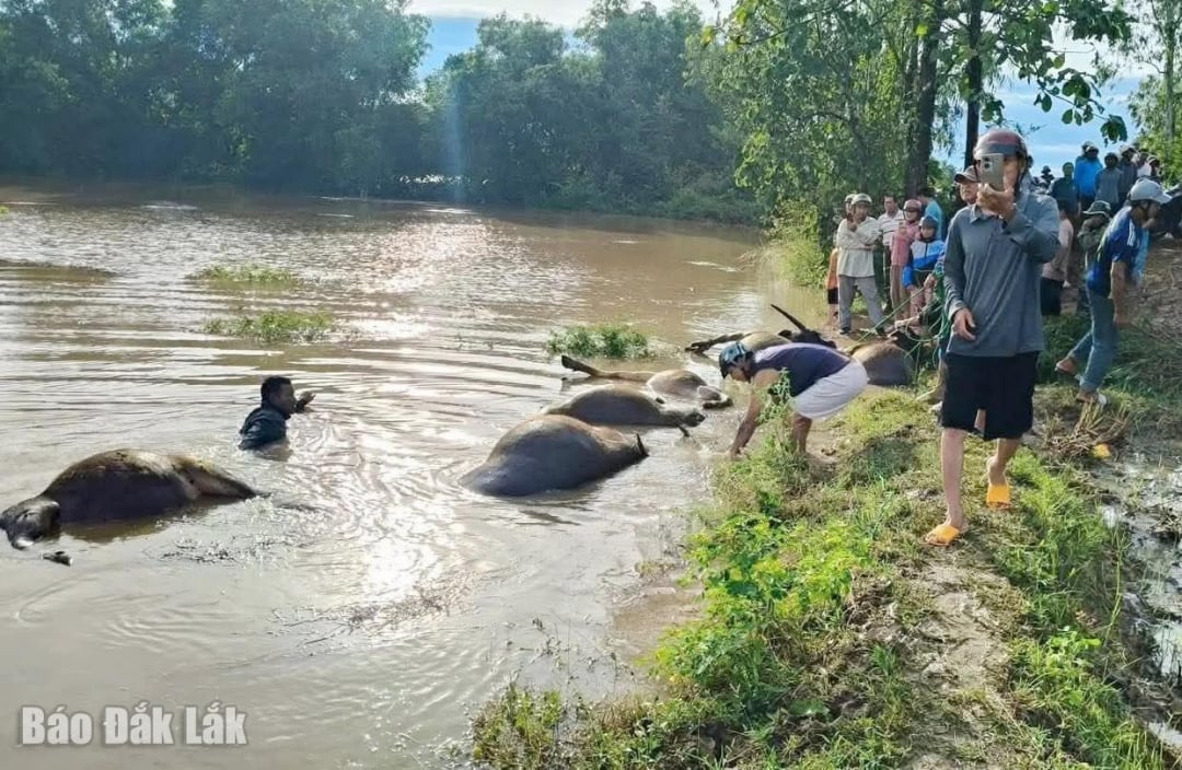 Az Ea Sup közösség lakóinak bivalyai pusztultak el viharok és árvizek következtében (Fotó: Ea Sup Közösség)