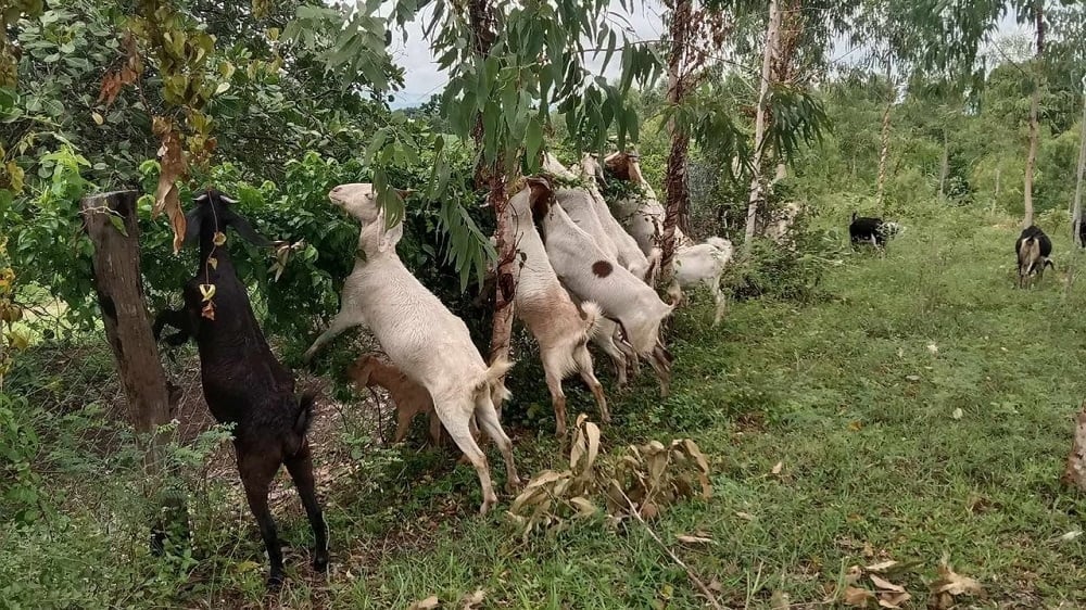 Extensive goat farming model is especially suitable for places with large grazing areas such as midlands and mountainous areas. Photo: Dung Thieu.
