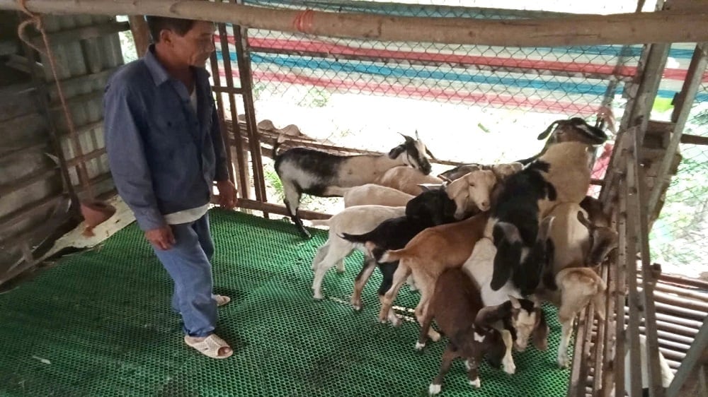 Mr. Tran Quang Son counts the goats when they return to the barn. Photo: Dung Thieu.