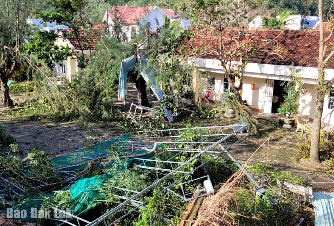 Storm nr. 13 skadet trær ved Nguyen Truong To videregående skole (Phu Yen-distriktet). X. Cam