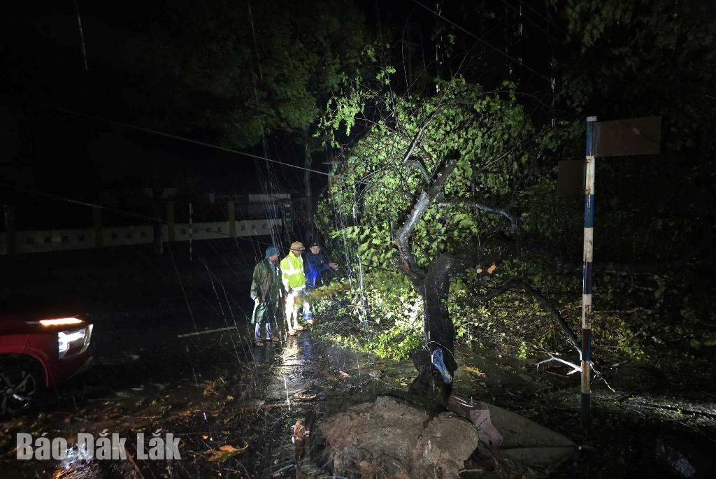 רשויות הקהילה של אאה קנופ פינו עצים שנפלו כדי להבטיח תנועה חלקה.
