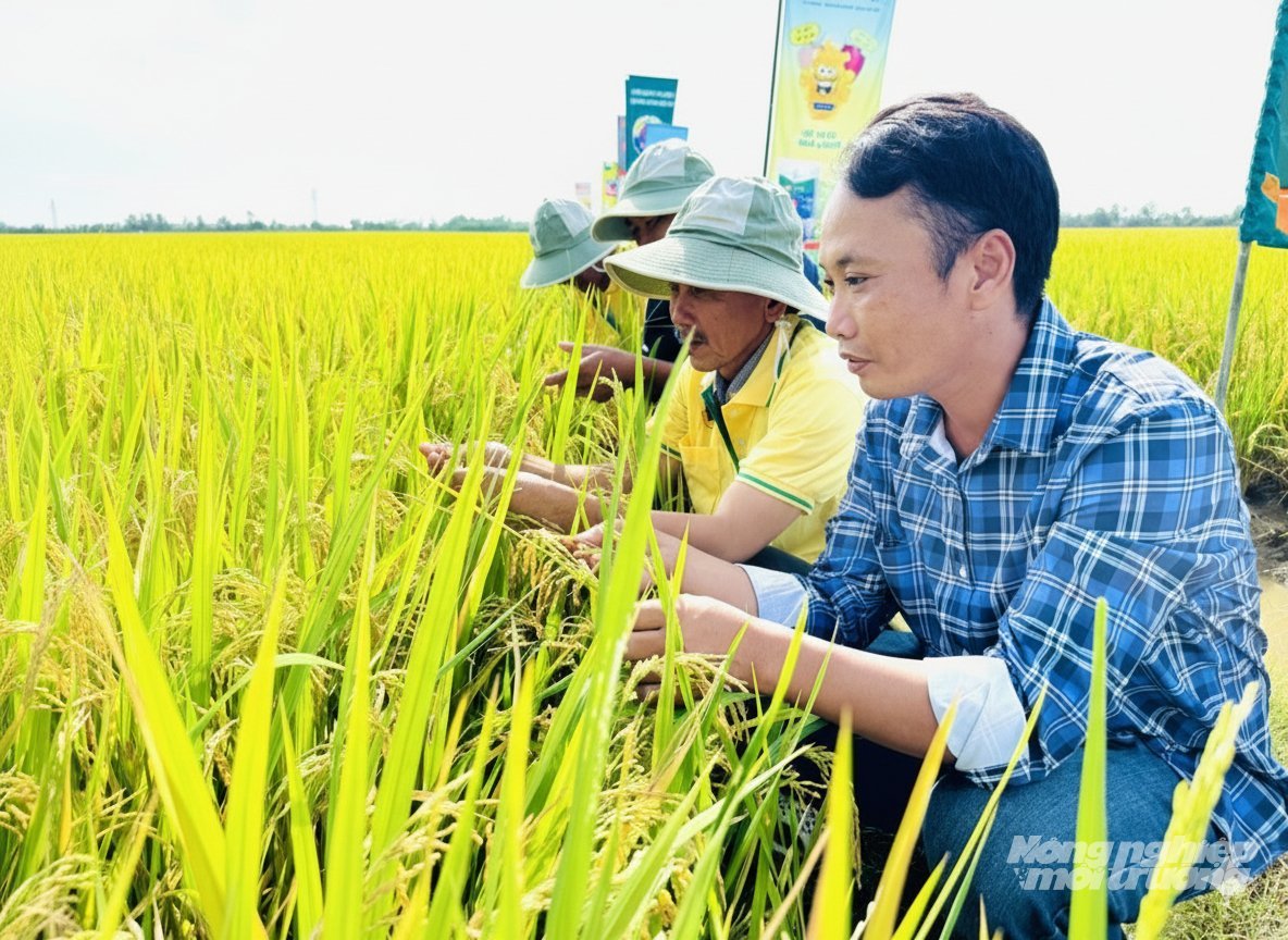 יישום IPHM בשדות מסייע לקואופרטיבים באן גיאנג להפחית את עלויות התשומות ב-15-20%, להבטיח את בטיחות המזון של המוצרים, ולעבור לחקלאות דלת פליטות. צילום: טרונג צ'אן.
