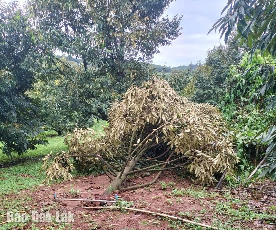 ພືດຜົນຫຼາຍແຫ່ງຢູ່ຕາແສງ ກູປອງ ຖືກຕັດຂາດ.