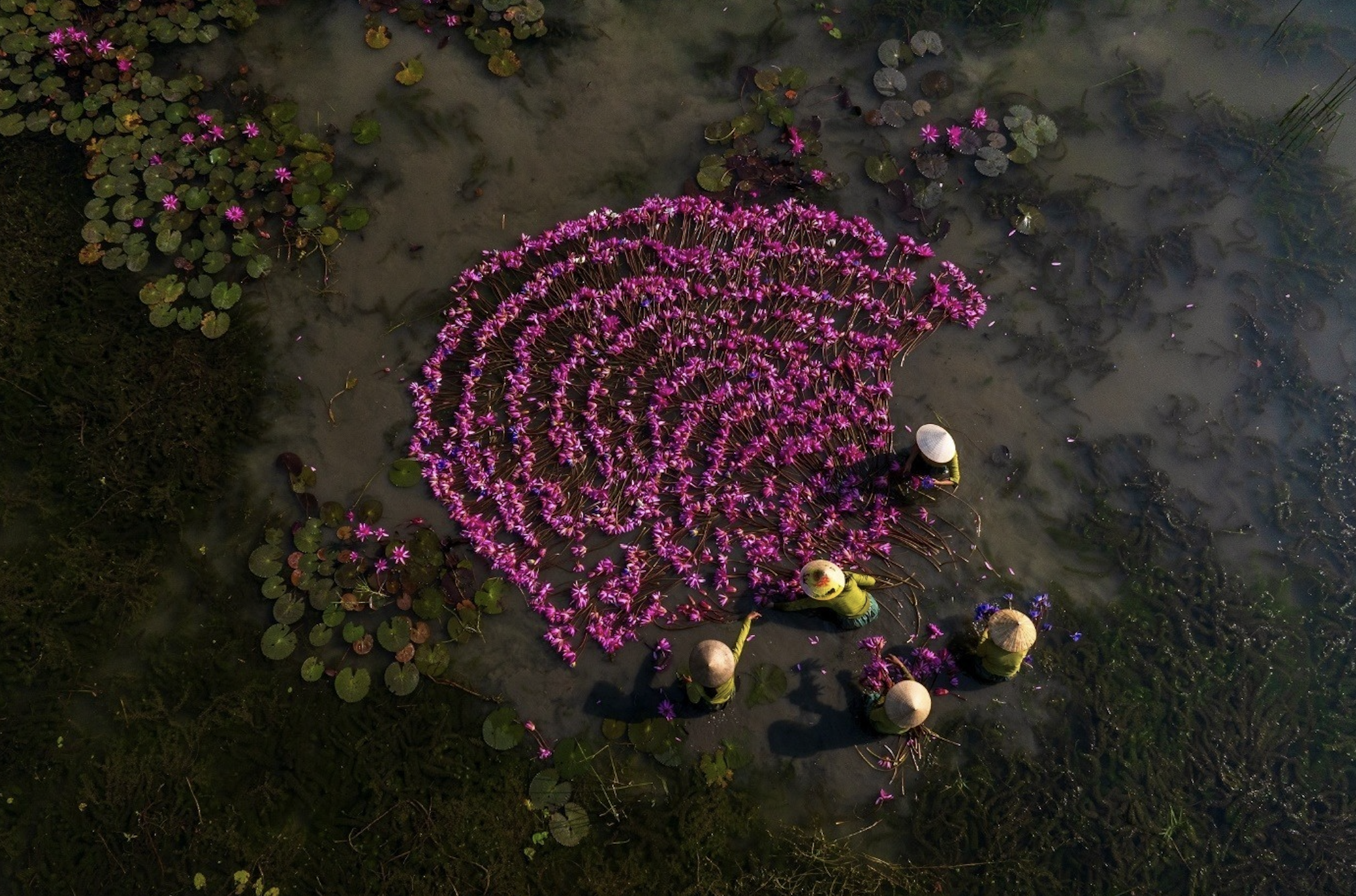 Ninh Bình: Mùa hoa súng nơi miền di sản