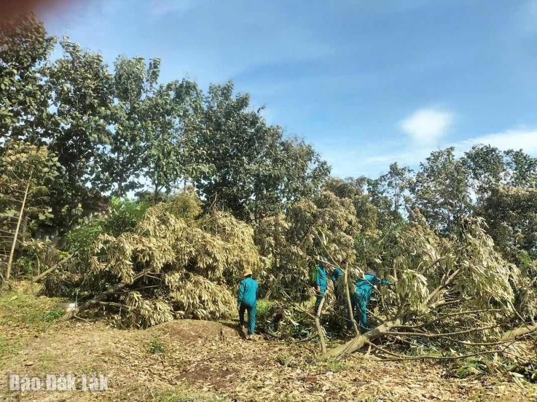 Những diện tích sầu riêng