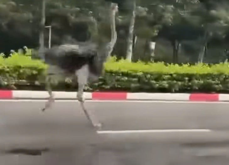 हो ची मिन्ह सिटी के माई फुओक औद्योगिक पार्क में दौड़ रहे शुतुरमुर्ग के मालिक की तलाश - फोटो 1. đà điểu - Ảnh 1.