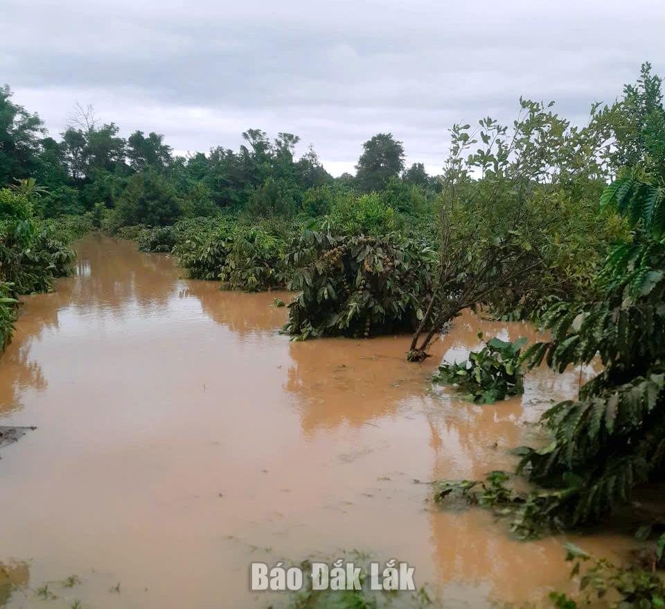 یک باغ قهوه در کمون تام گیانگ در آب فرو رفته است.