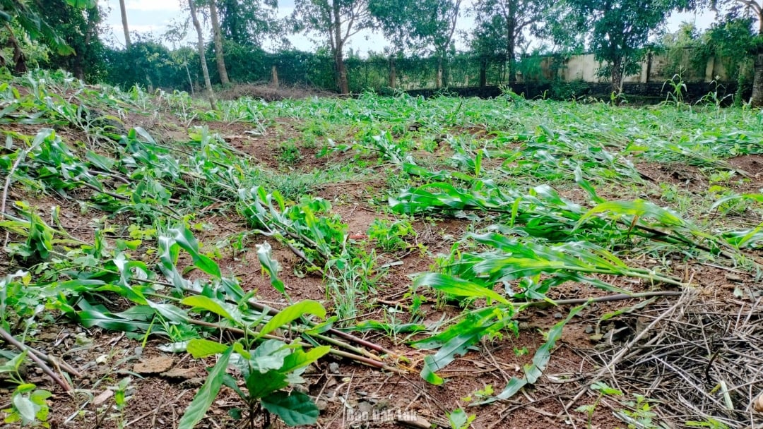 هکتارهای زیادی از محصولات مردم بر اثر طوفان و باران آسیب دید.