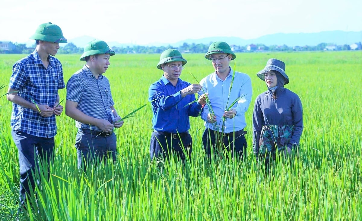 ທ່ານ ເລຫງອກຮວນ, ຫົວໜ້າກົມກະສິກຳ ແລະ ສິ່ງແວດລ້ອມ (ສາມຈາກຂວາ) ຊີ້ນຳການປ້ອງກັນສັດຕູພືດ ແລະ ພະຍາດພືດລະດູຮ້ອນ-ລະດູໃບໄມ້ຫຼົ່ນ ໃນປີ 2025. ພາບ: T.Nga. Ông Lê Ngọc Huấn, Giám đốc Sở NN&MT (thứ 3 bên phải sang) chỉ đạo phòng chống sâu bệnh trên lúa hè thu năm 2025. Ảnh: T.Nga.