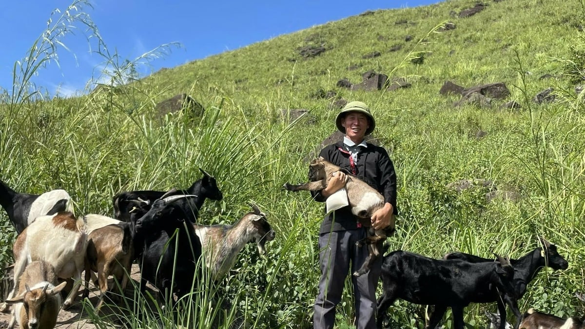 Nông dân xã Si Pa Phìn chăn nuôi gia súc trên vùng đồi cỏ, hướng đi hiệu quả trong phát triển nông nghiệp xanh. Ảnh: Hoàng Châu.