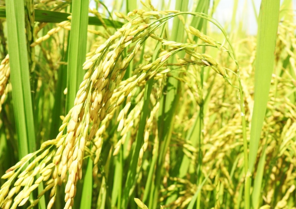 8 ທົດສະວັດຜ່ານມາ, ຂະແໜງກະສິກຳ ແລະ ສິ່ງແວດລ້ອມໄດ້ມີການປະກອບສ່ວນຢ່າງໃຫຍ່ຫຼວງເຂົ້າໃນການພັດທະນາເສດຖະກິດ-ສັງຄົມຂອງແຂວງ ຮ່າຕິງ. ພາບ: T.Nga. 8 thập kỷ qua, ngành NN&MT đã đóng góp rất lớn cho phát triển kinh tế - xã hội tỉnh Hà Tĩnh. Ảnh: T.Nga.