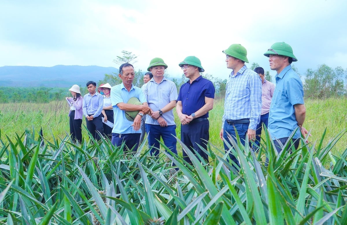 ຫັນໂຄງປະກອບການປູກຝັງ, ສຸມໃສ່ກະສິກຳປອດໄພແມ່ນທິດພັດທະນາໄລຍະ 2025 – 2030 ຂອງແຂວງ ຮ່າຕິ້ງ. ພາບ: T.Nga. Chuyển đổi cơ cấu cây trồng, tập trung vào nông nghiệp an toàn là định hướng phát triển giai đoạn 2025 - 2030 của Hà Tĩnh. Ảnh: T.Nga.