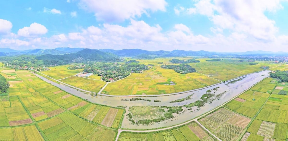 ການສຸມໃສ່ແລະຊ່ຽວຊານທີ່ດິນເປັນການແກ້ໄຂເພື່ອປັບປຸງຜົນຜະລິດ, ຄຸນນະພາບແລະປະສິດທິພາບການຜະລິດຕໍ່ຫົວຫນ່ວຍ. ພາບ: T.Nga. Tích tụ ruộng đất theo hướng tập trung, chuyên canh là giải pháp nâng cao năng suất, chất lượng, hiệu quả sản xuất trên đơn vị diện tích. Ảnh: T.Nga.