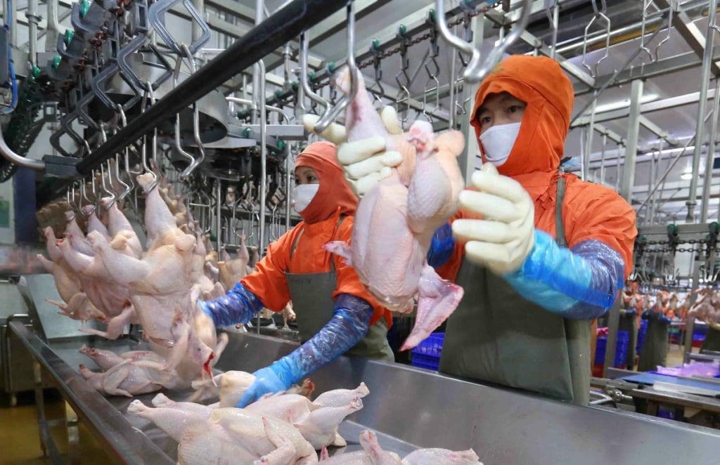 Άφθονη προσφορά κρέατος και αυγών για την κάλυψη της ζήτησης για το Tet 2026. Φωτογραφία: Chu Khoi.