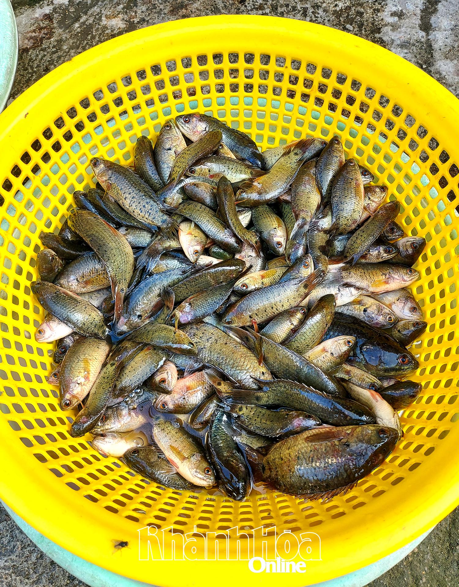 Tilapia under översvämningssäsongen. Foto: G.C.