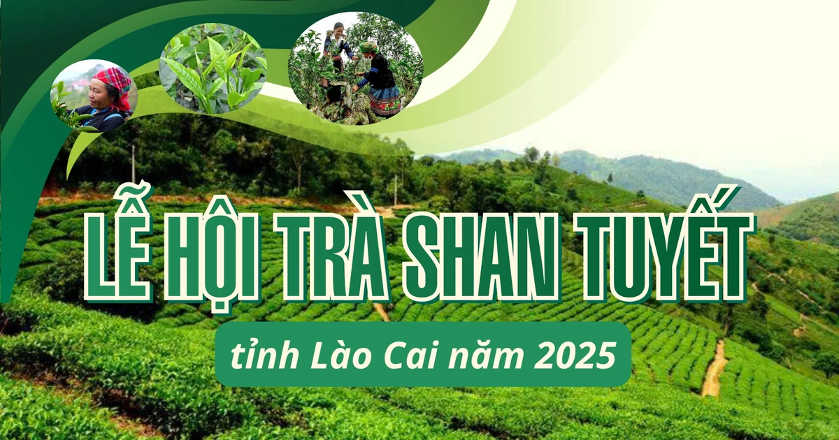 INFOGRAPHIC: SHAN TUYET TEA FESTIVAL IN LAO CAI PROVINCE IN 2025