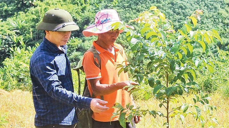 Mieszkańcy wioski Hin zajmują się pielęgnacją drzew tekowych, które rosną na ubogich górskich terenach.