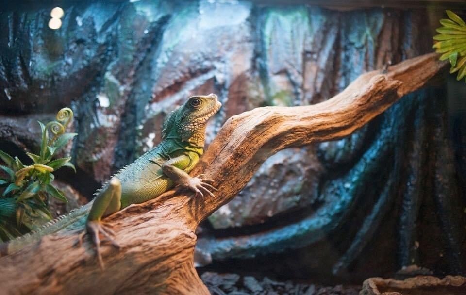 អ្នកលេងមួយក្រុមកំពុងរៀបចំចូលប្រកួត paintball ។