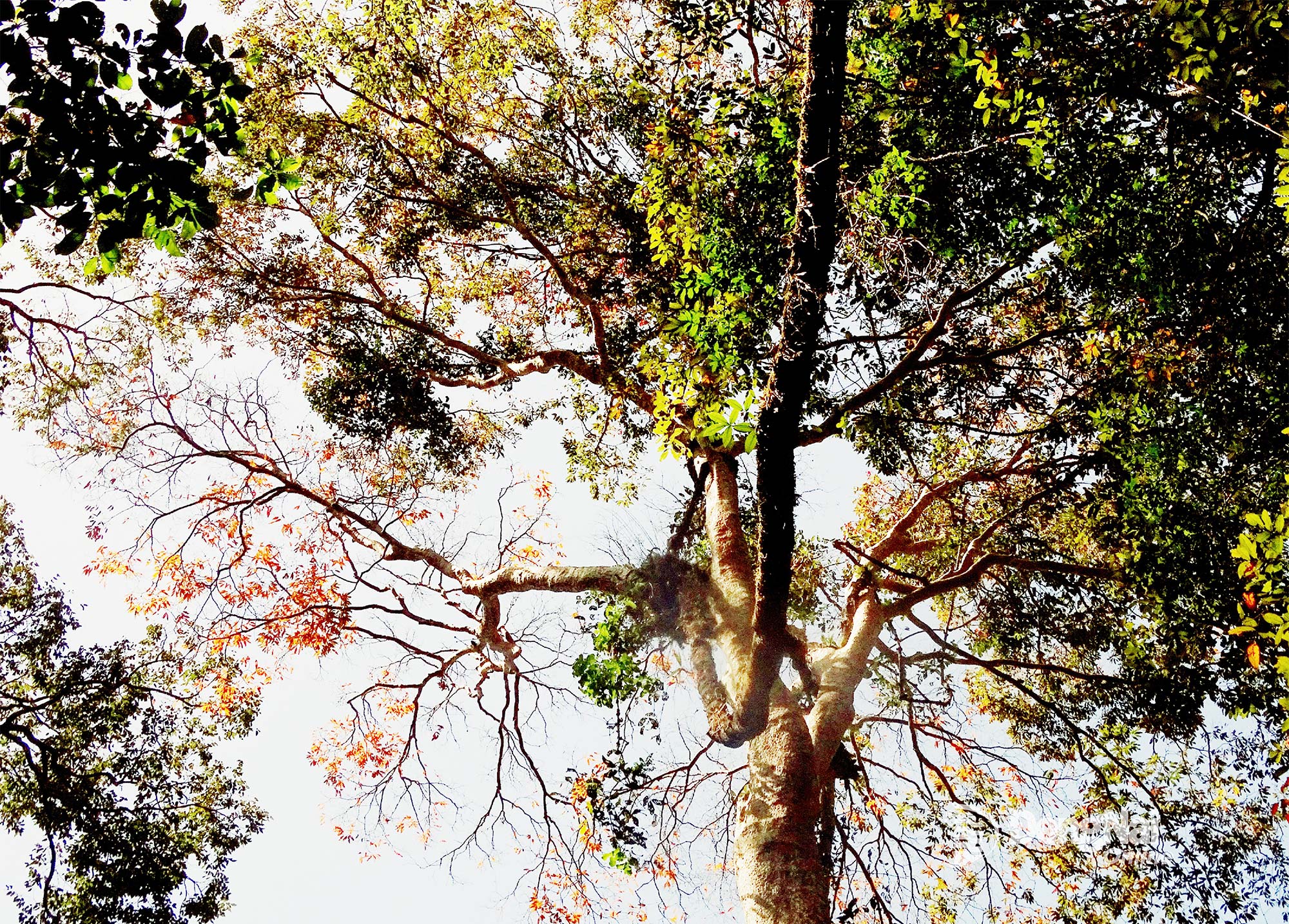 Sok erdei fa ruhát cserél az ökológiai rétegek összefonódó színeivel.