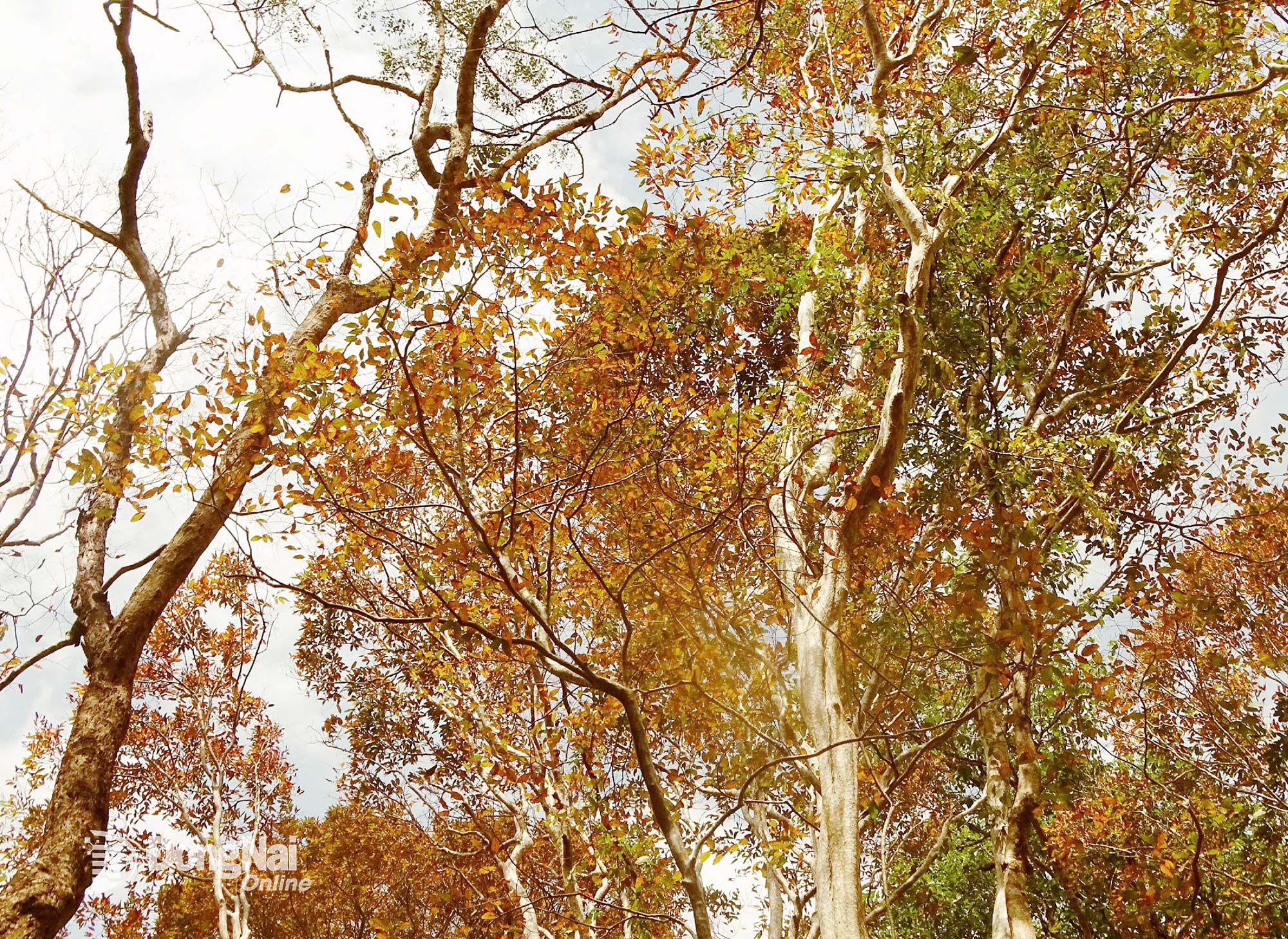 A Lagerstroemia levelei hamarosan zöldről sárgára változnak.