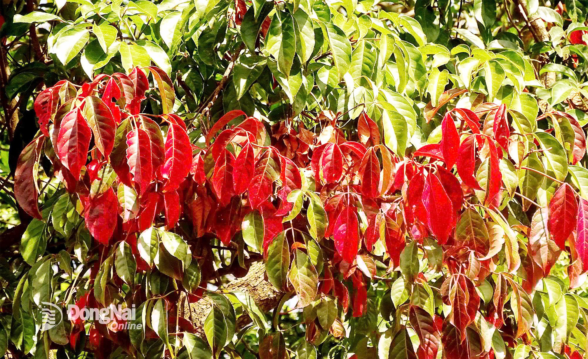 A levelek minden rétege zöldről pirosra, majd teljesen lombhullatóvá változik, ami jellemző az alacsony dombokon fekvő félig lombhullató erdőkre.