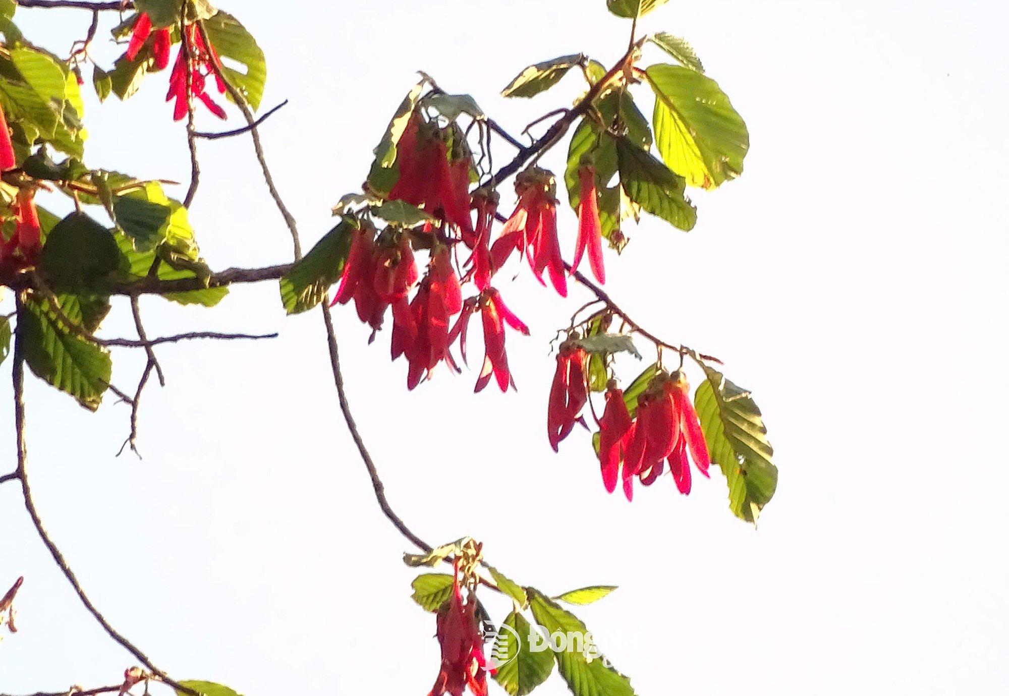 Ez az az időszak is, amikor számos növényfaj, beleértve a vidraolajat is, belép a termőciklusba.