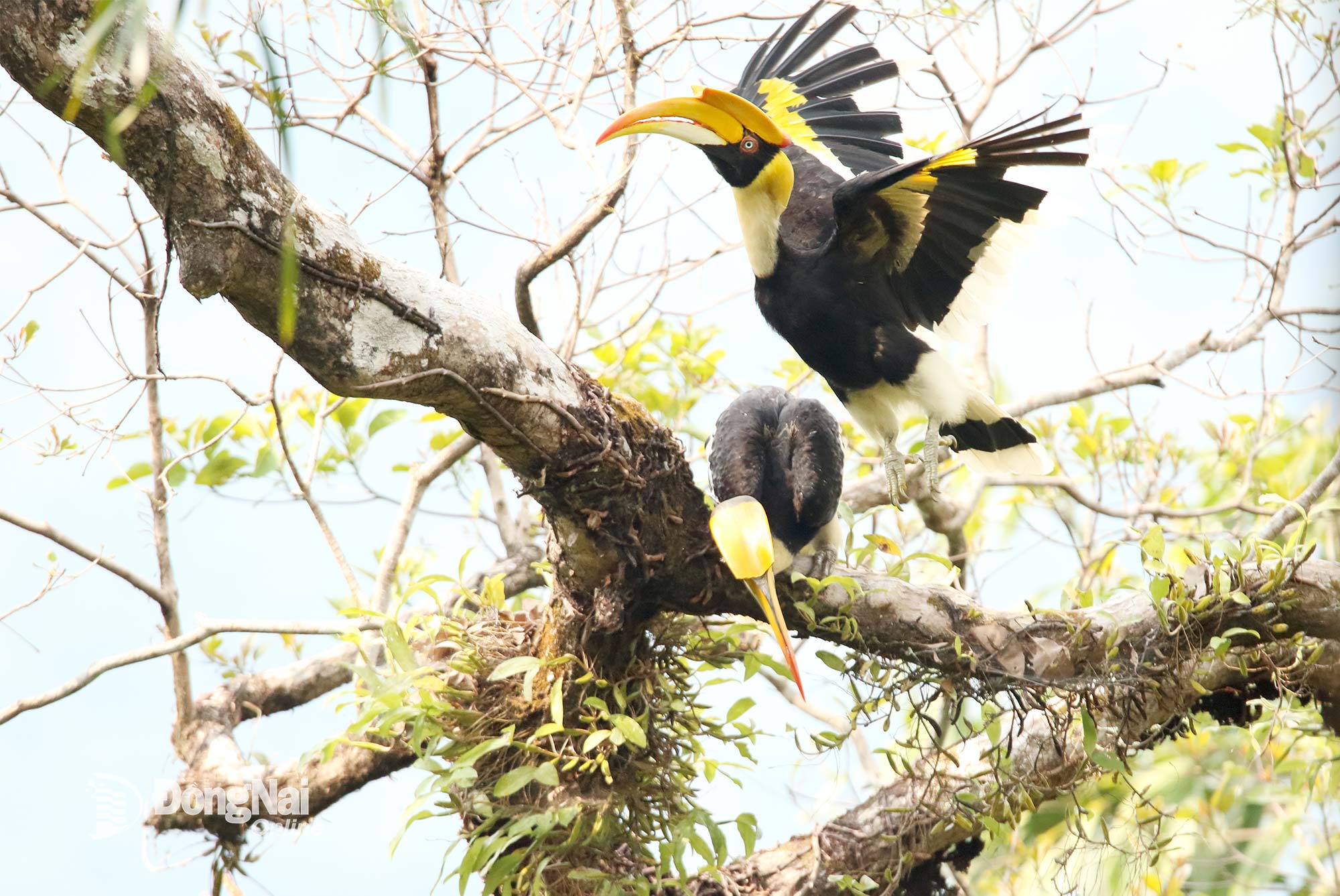 A szarvascsőrűmadár (Buceros bicornis) szerepel az IUCN Vörös Listáján és a Vietnami Vörös Könyvben, és nagy számban él a Bu Gia Map Nemzeti Parkban, Dong Nai tartományban. Fotó: Kieu Dinh Thap