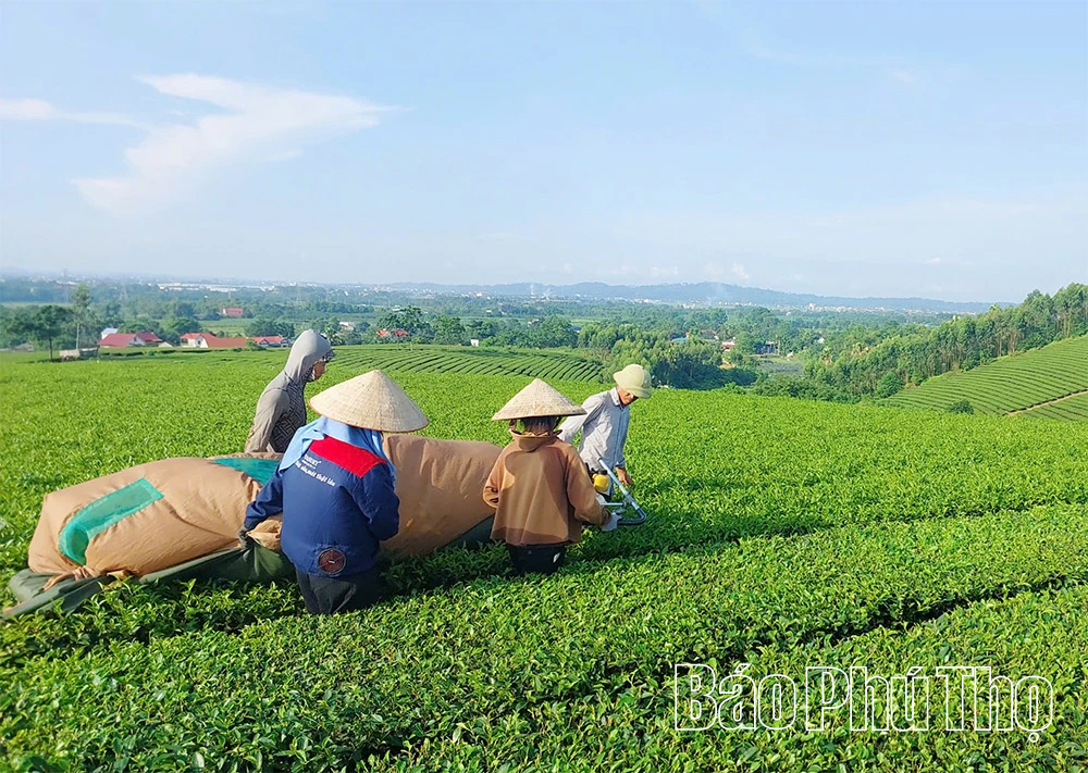 Tu Vu - bangkit dari masa lalu yang gemilang