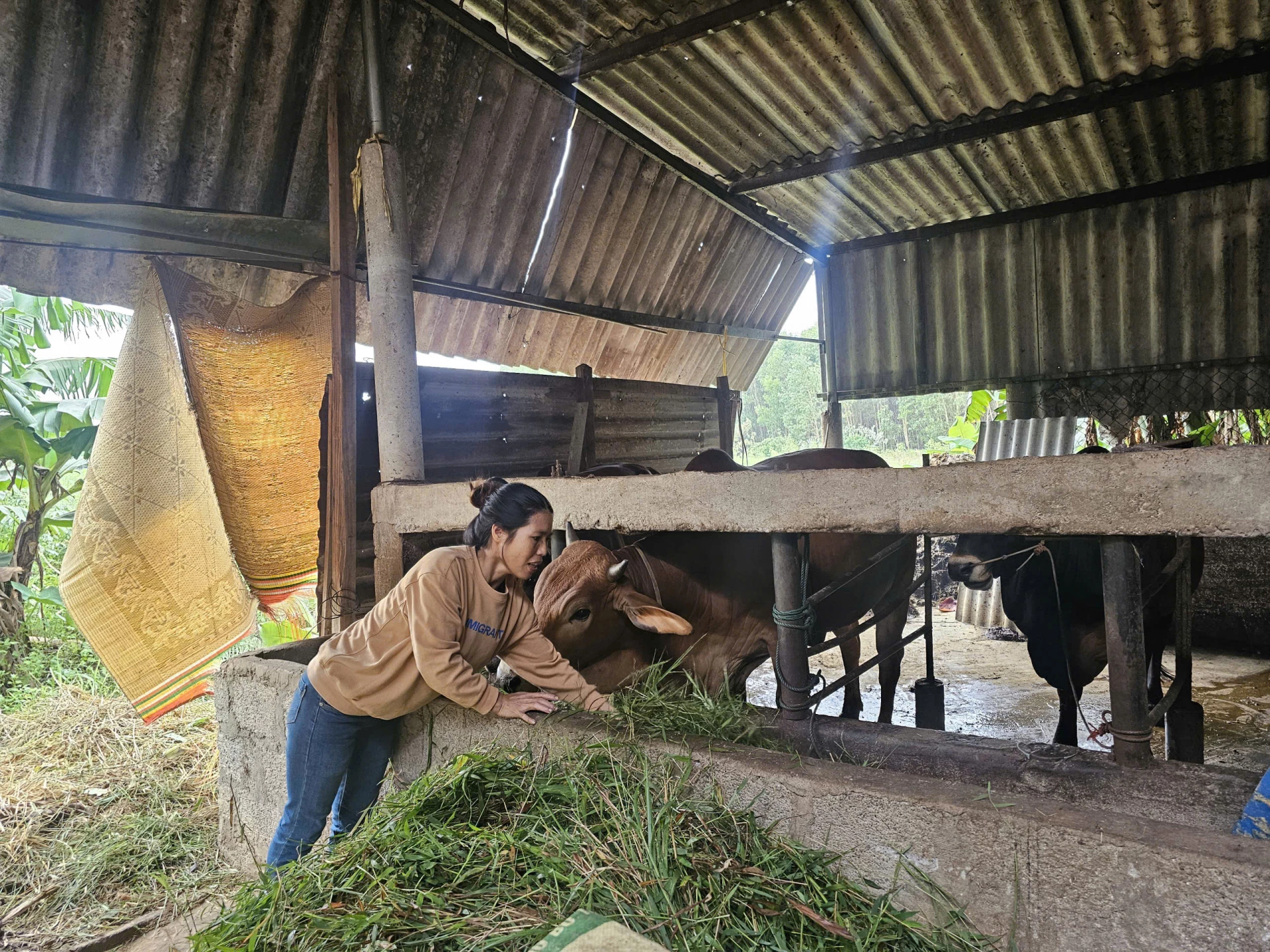 Nhờ được “tiếp sức”, gia đình chị Lê Thị An (xã Vĩnh Hoàng) đã vượt qua nhiều khó khăn - Ảnh: T.P