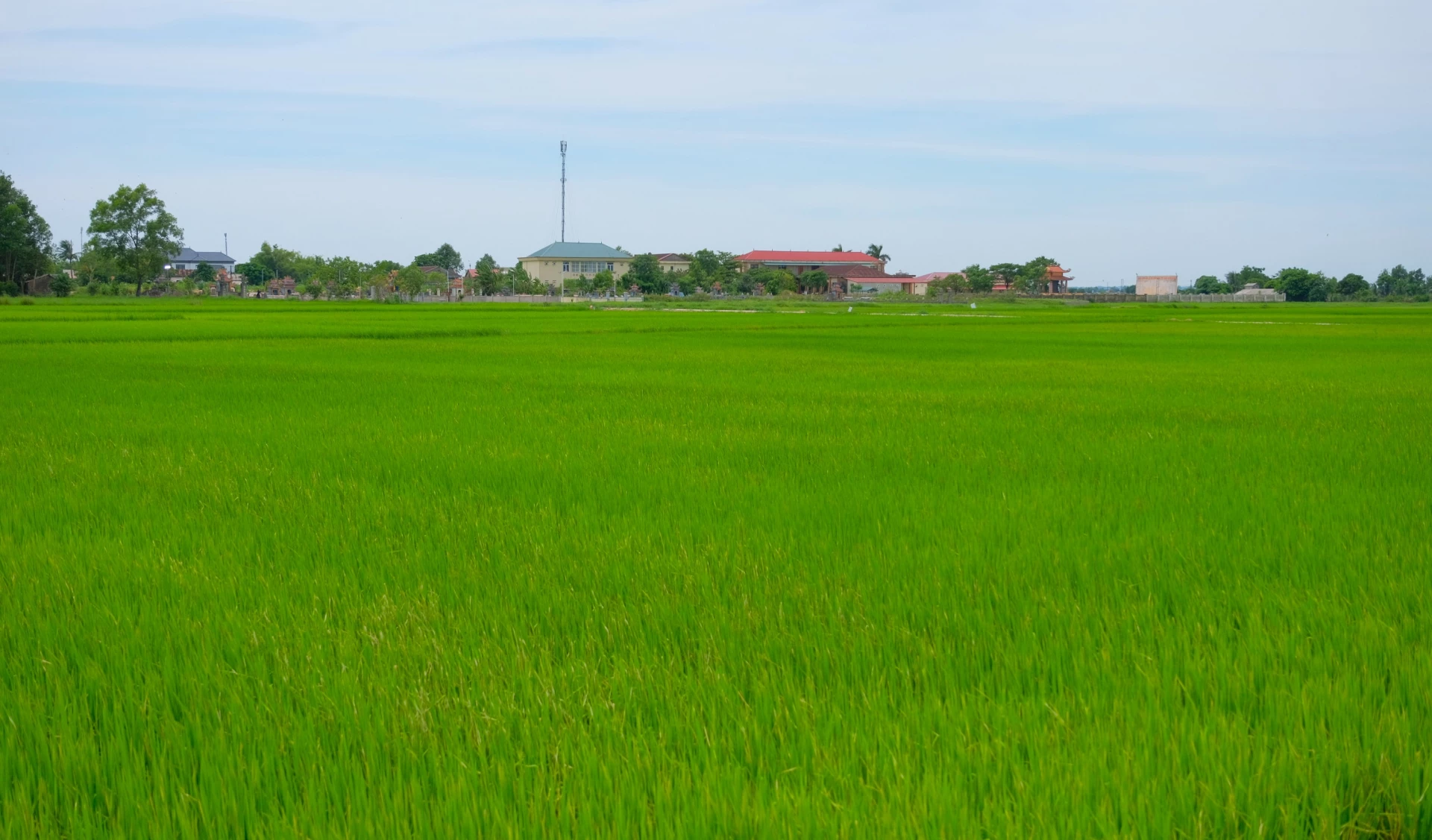 Økologisk risfelt hos Thuy Ba Tay landbruksproduksjon, næringsliv og servicekooperativ - Foto: T.T.