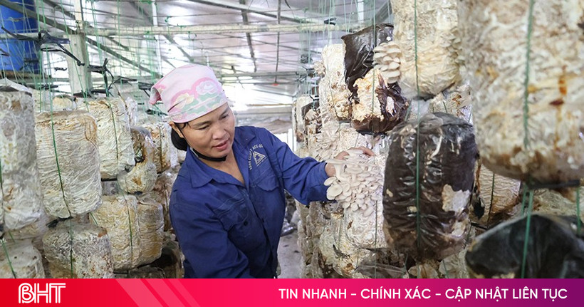 Hà Tĩnh nhân rộng mô hình trồng nấm