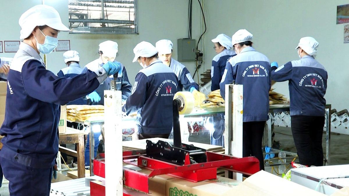 Arbeiderne ved Vietnam Misaki Co., Ltd. (Thanh Binh industripark) fokuserer på produksjon og fullføring av bestillinger på landbruksprodukter for eksport til det japanske markedet.